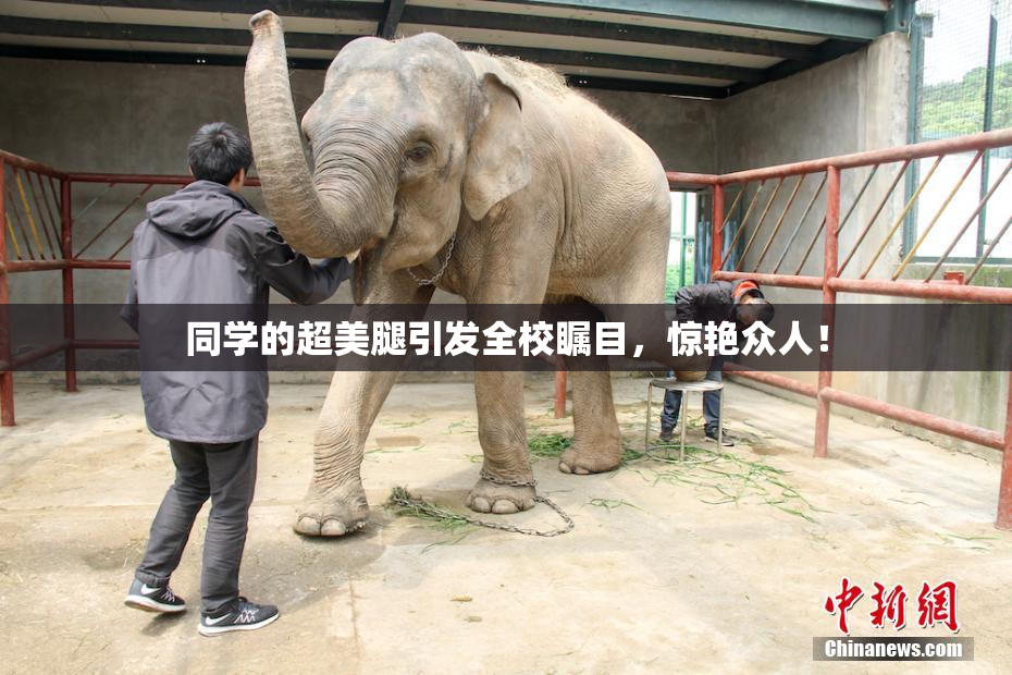同学的超美腿引发全校瞩目，惊艳众人！