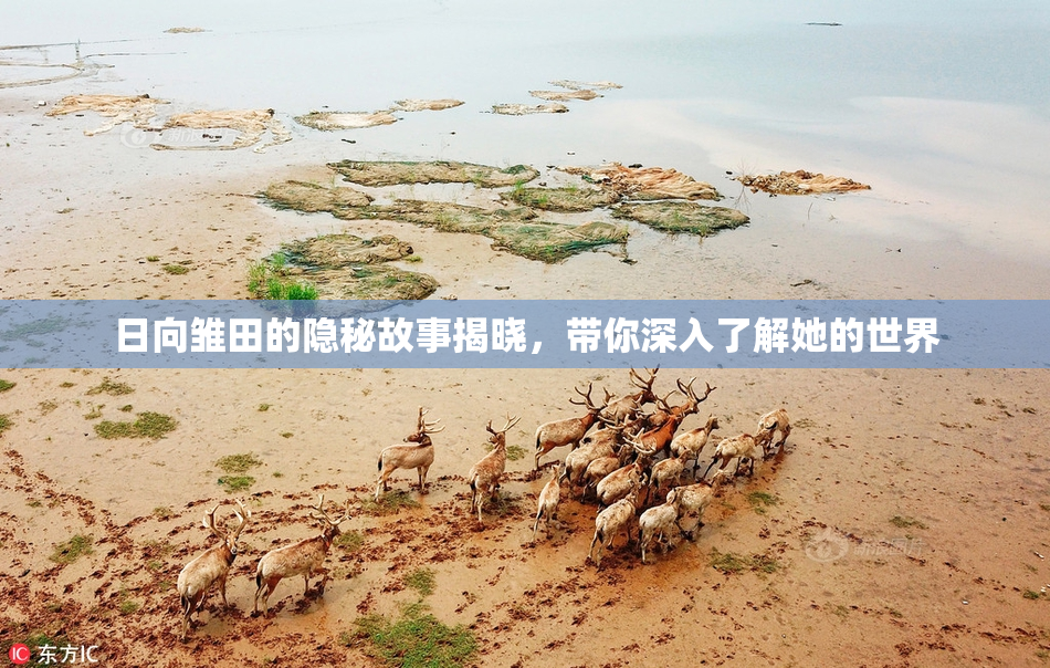 日向雏田的隐秘故事揭晓，带你深入了解她的世界