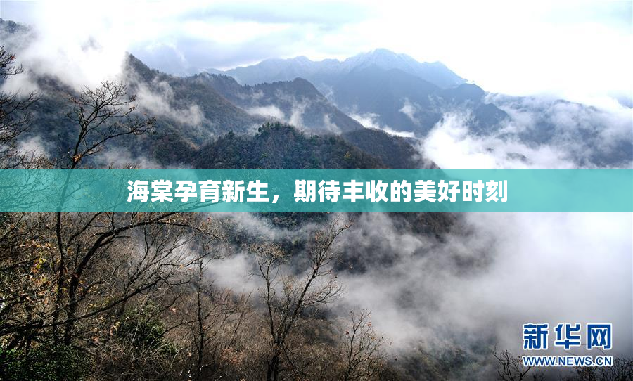 海棠孕育新生，期待丰收的美好时刻