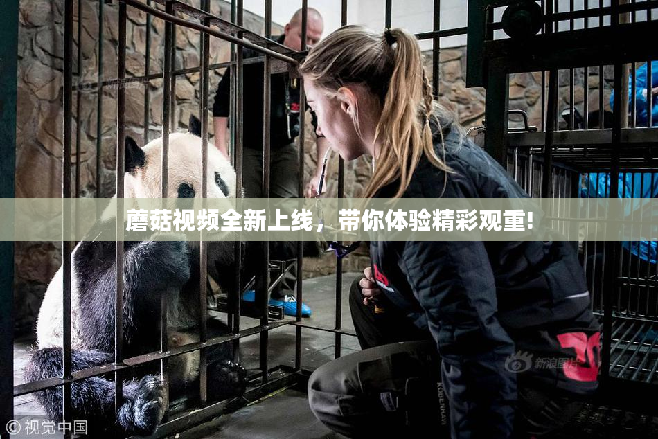 蘑菇视频全新上线，带你体验精彩观重!