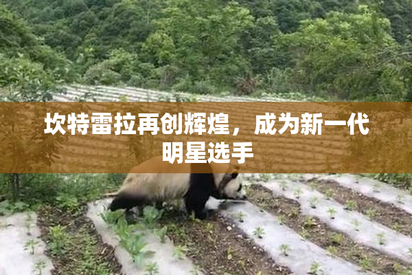 坎特雷拉再创辉煌，成为新一代明星选手