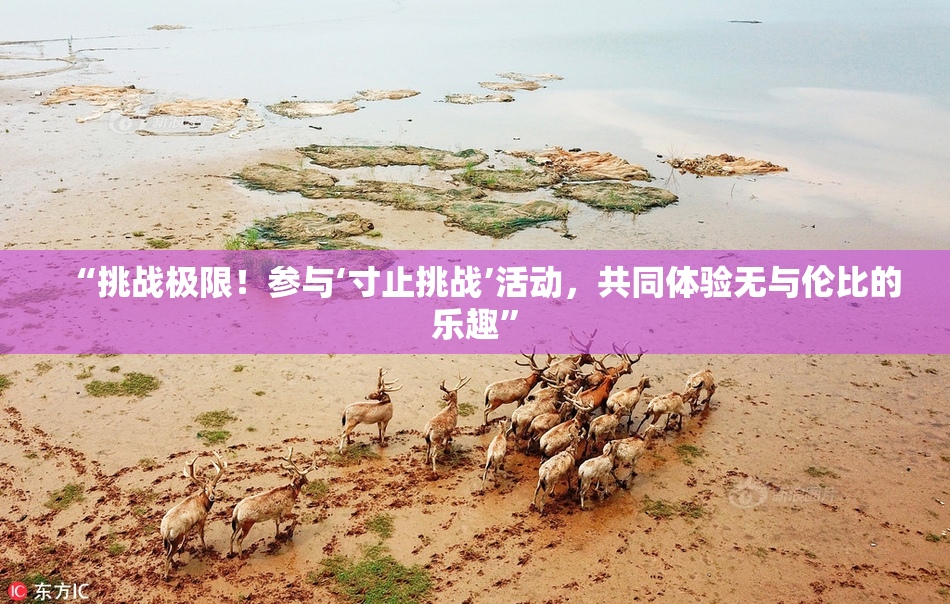 “挑战极限！参与‘寸止挑战’活动，共同体验无与伦比的乐趣”