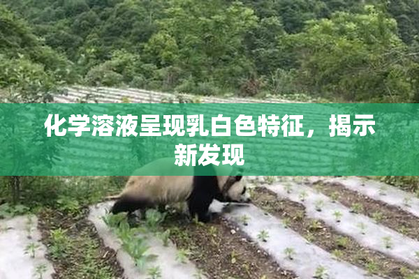 化学溶液呈现乳白色特征，揭示新发现