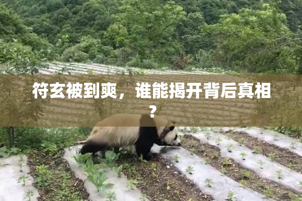符玄被到爽，谁能揭开背后真相？