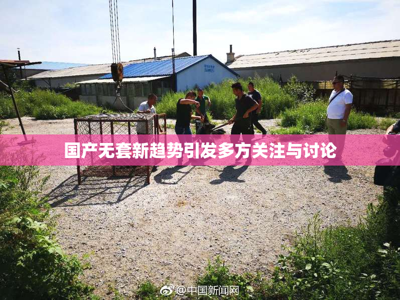 国产无套新趋势引发多方关注与讨论