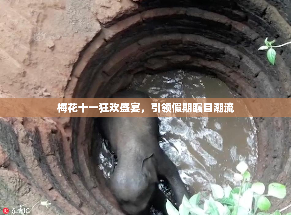 梅花十一狂欢盛宴，引领假期瞩目潮流