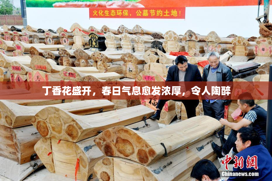 丁香花盛开，春日气息愈发浓厚，令人陶醉