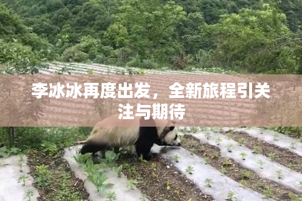 李冰冰再度出发，全新旅程引关注与期待