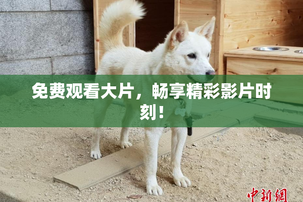 免费观看大片，畅享精彩影片时刻！