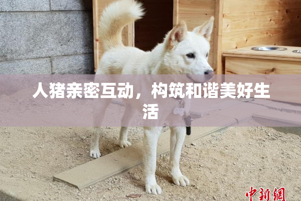 人猪亲密互动，构筑和谐美好生活