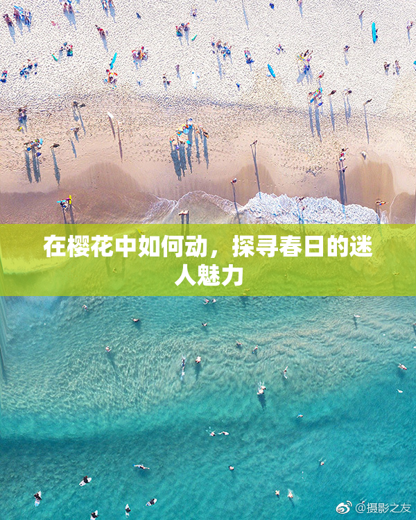 在樱花中如何动，探寻春日的迷人魅力