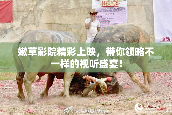 嫩草影院精彩上映，带你领略不一样的视听盛宴！