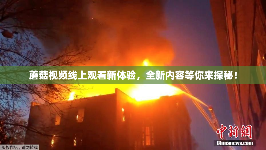 蘑菇视频线上观看新体验，全新内容等你来探秘！