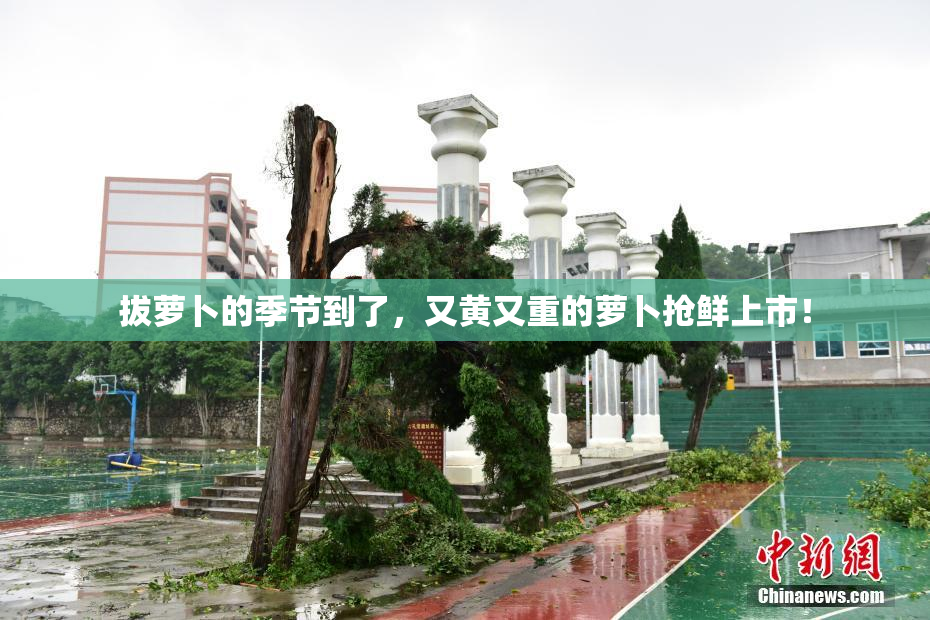 拔萝卜的季节到了，又黄又重的萝卜抢鲜上市！
