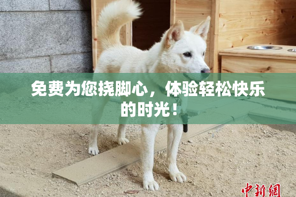 免费为您挠脚心，体验轻松快乐的时光！