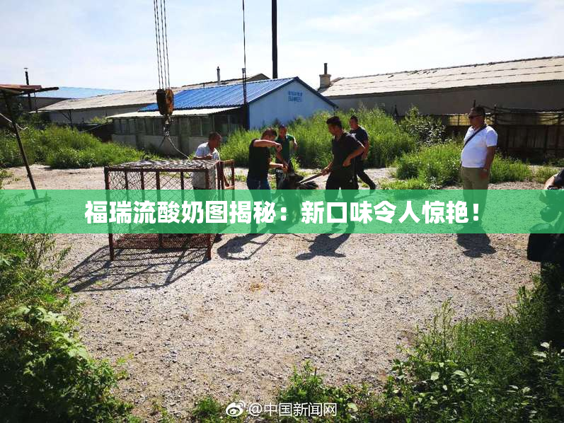 福瑞流酸奶图揭秘：新口味令人惊艳！