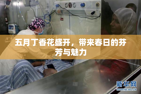 五月丁香花盛开，带来春日的芬芳与魅力