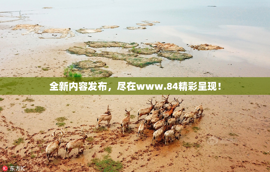 全新内容发布，尽在www.84精彩呈现！