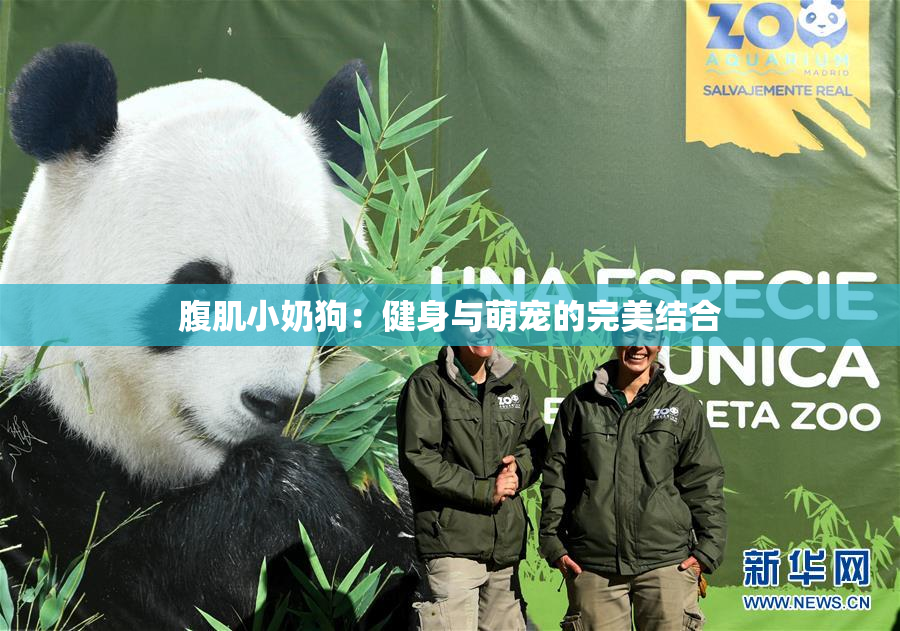 腹肌小奶狗：健身与萌宠的完美结合