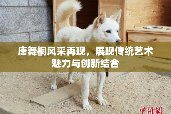 唐舞桐风采再现，展现传统艺术魅力与创新结合
