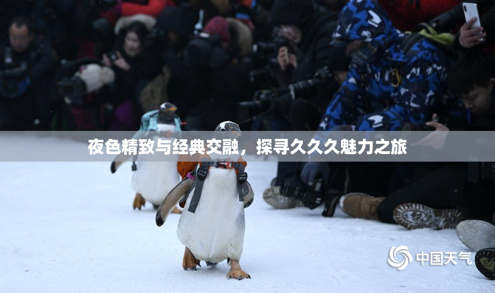 夜色精致与经典交融，探寻久久久魅力之旅