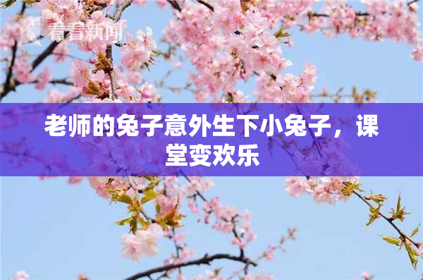 老师的兔子意外生下小兔子，课堂变欢乐