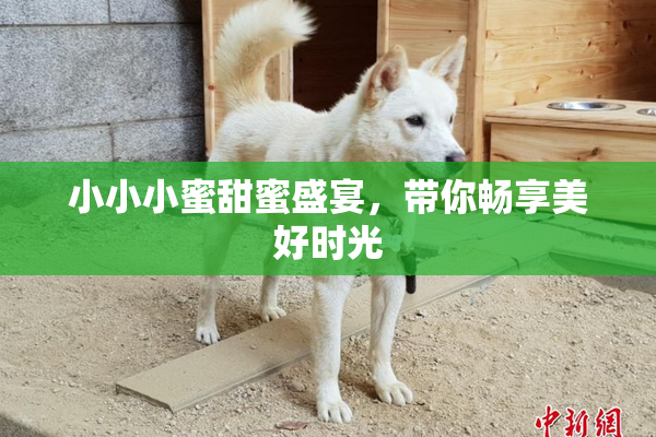 小小小蜜甜蜜盛宴，带你畅享美好时光