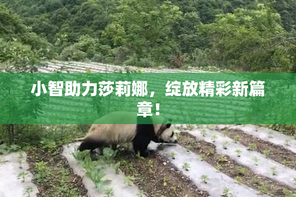 小智助力莎莉娜，绽放精彩新篇章！
