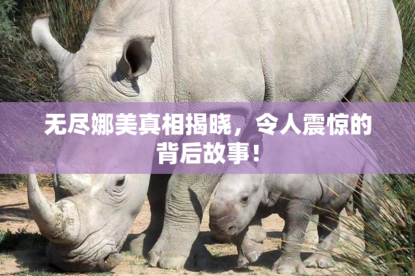 无尽娜美真相揭晓，令人震惊的背后故事！