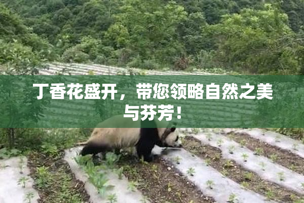 丁香花盛开，带您领略自然之美与芬芳！