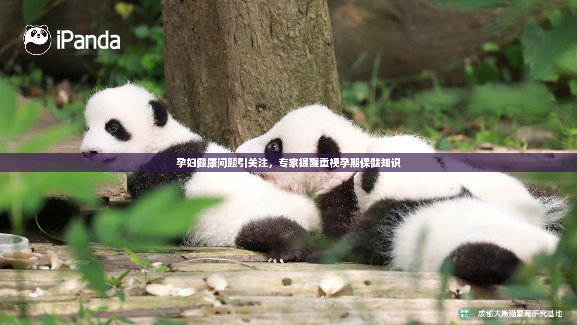 孕妇健康问题引关注，专家提醒重视孕期保健知识