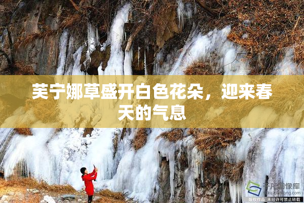芙宁娜草盛开白色花朵，迎来春天的气息