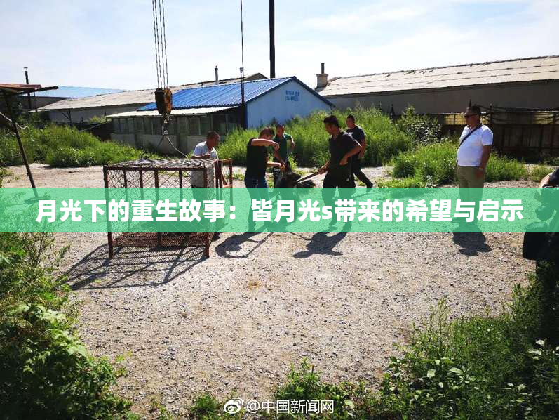 月光下的重生故事：皆月光s带来的希望与启示