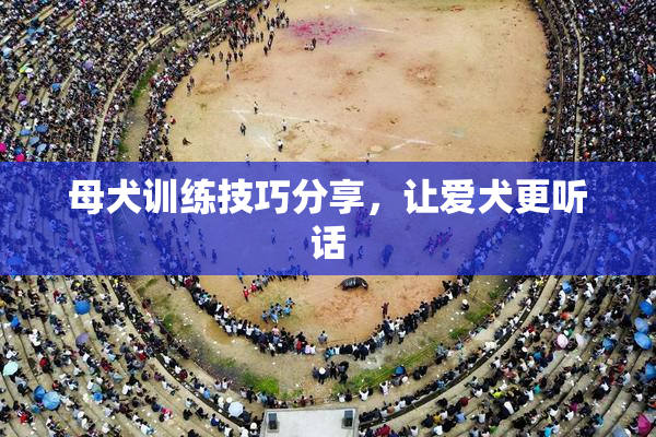 母犬训练技巧分享，让爱犬更听话