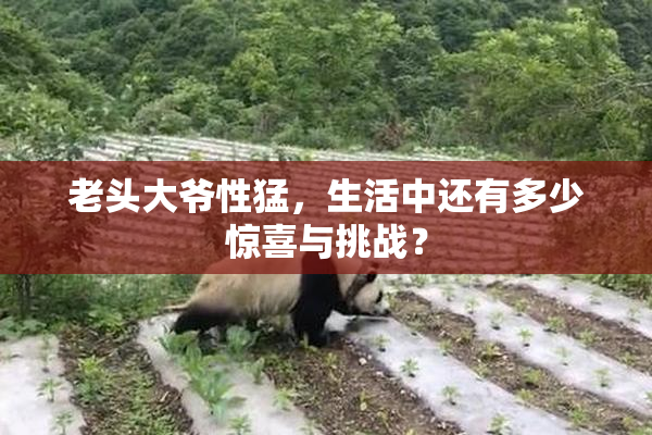 老头大爷性猛，生活中还有多少惊喜与挑战？