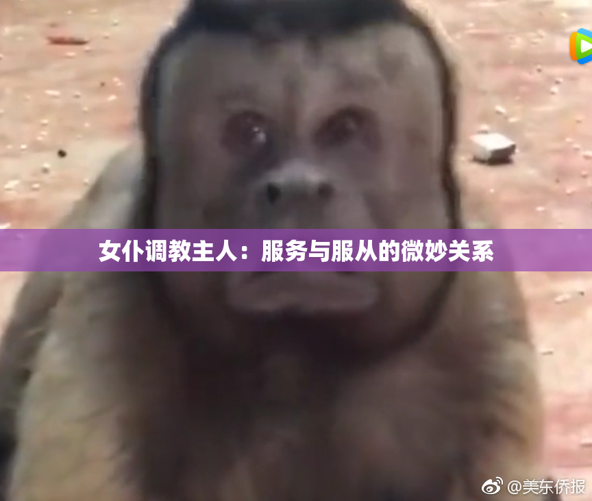 女仆调教主人：服务与服从的微妙关系