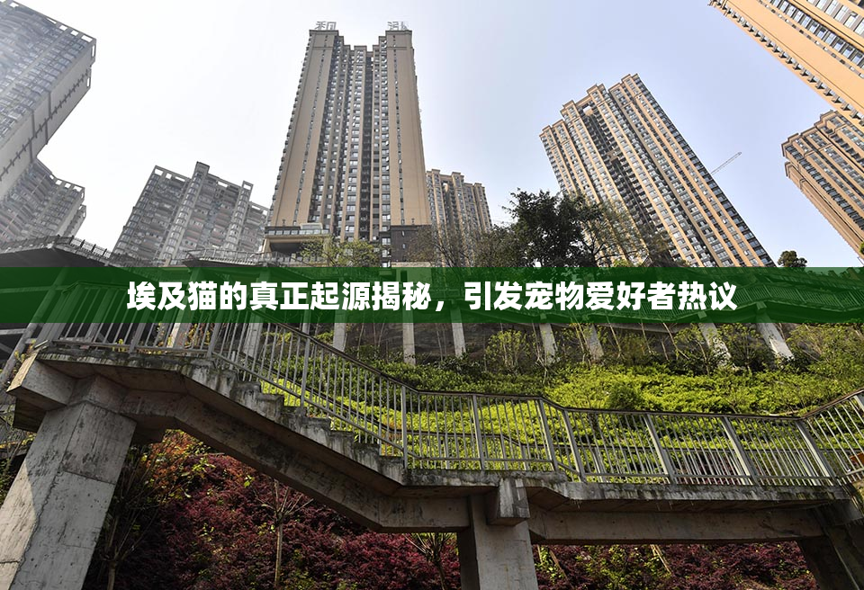 埃及猫的真正起源揭秘，引发宠物爱好者热议