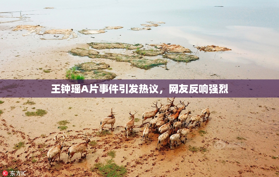 王钟瑶A片事件引发热议，网友反响强烈
