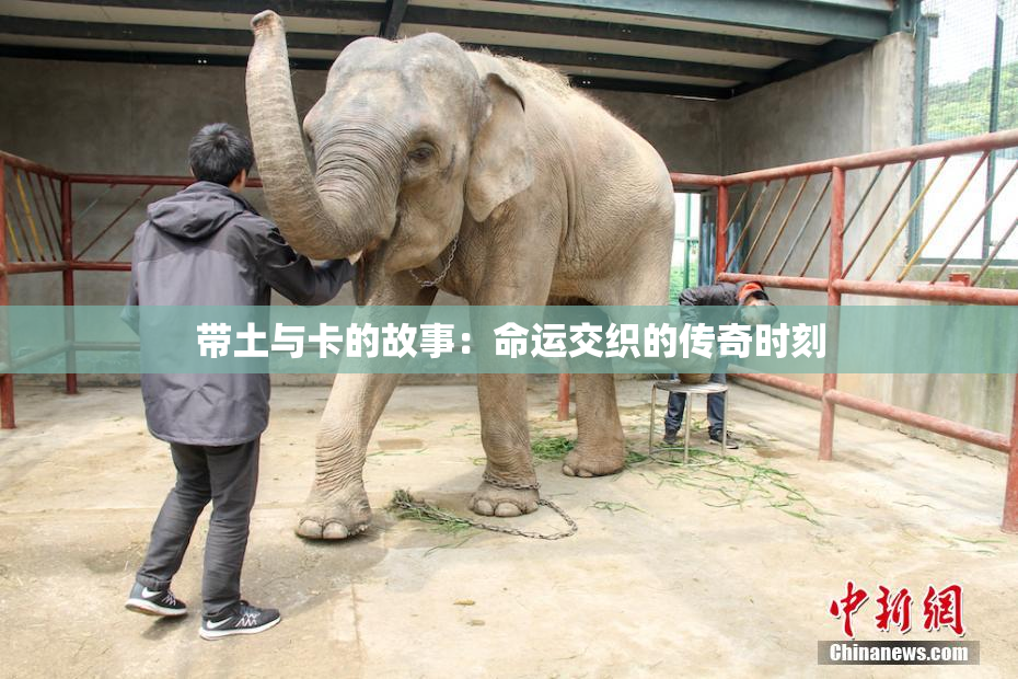 带土与卡的故事：命运交织的传奇时刻