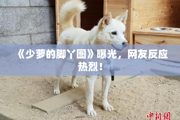 《少萝的脚丫图》曝光，网友反应热烈！