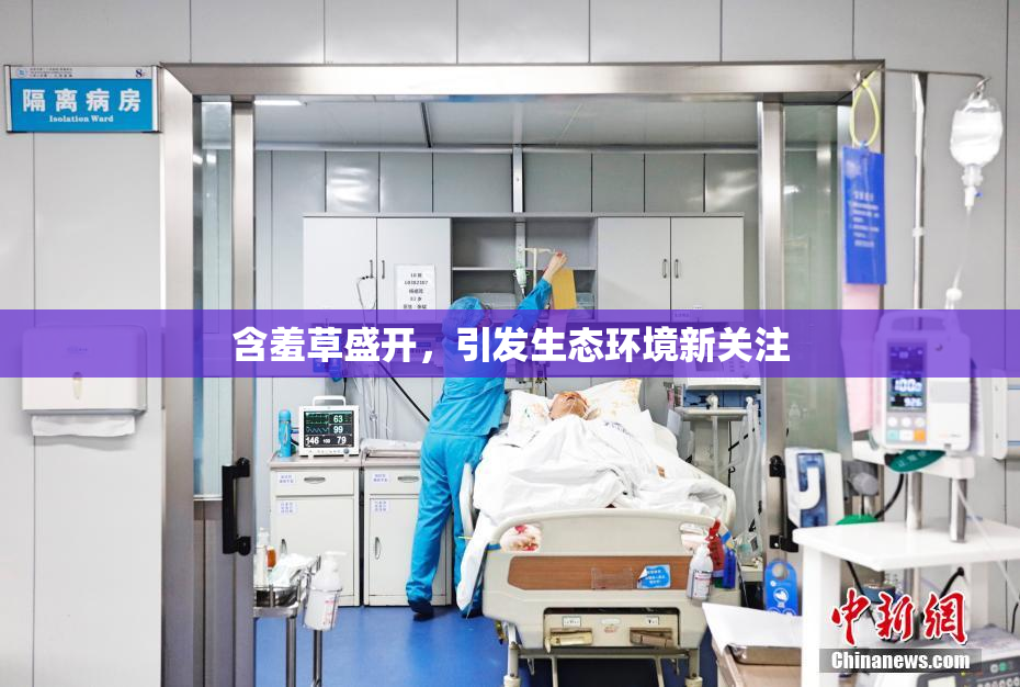 含羞草盛开，引发生态环境新关注