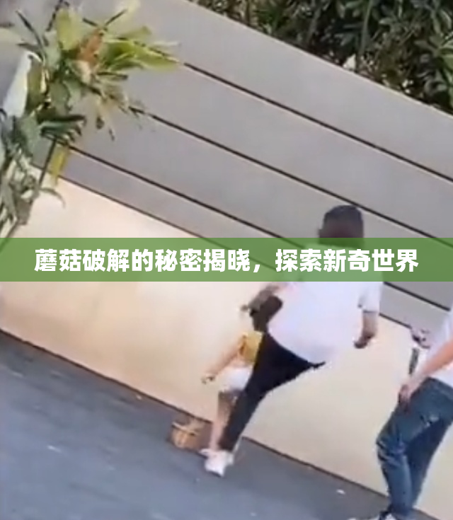 蘑菇破解的秘密揭晓，探索新奇世界
