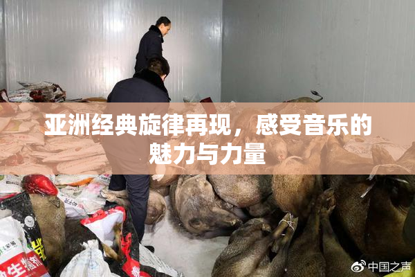 亚洲经典旋律再现，感受音乐的魅力与力量