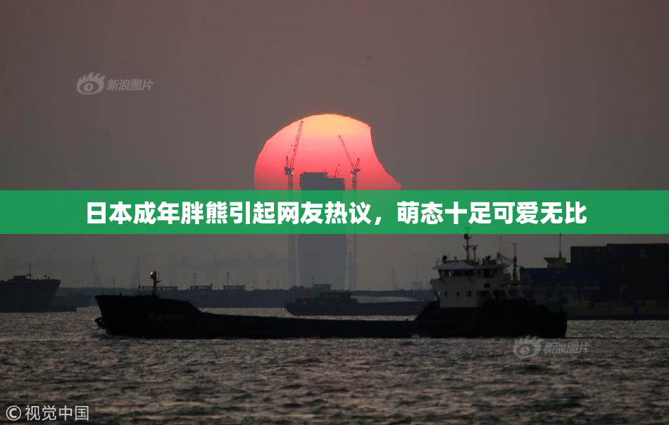 日本成年胖熊引起网友热议，萌态十足可爱无比