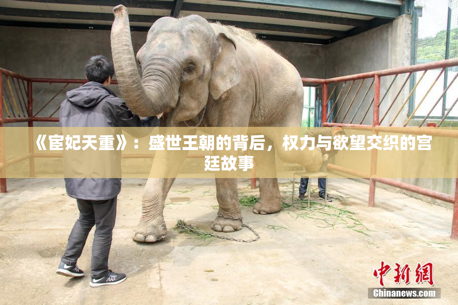 《宦妃天重》：盛世王朝的背后，权力与欲望交织的宫廷故事