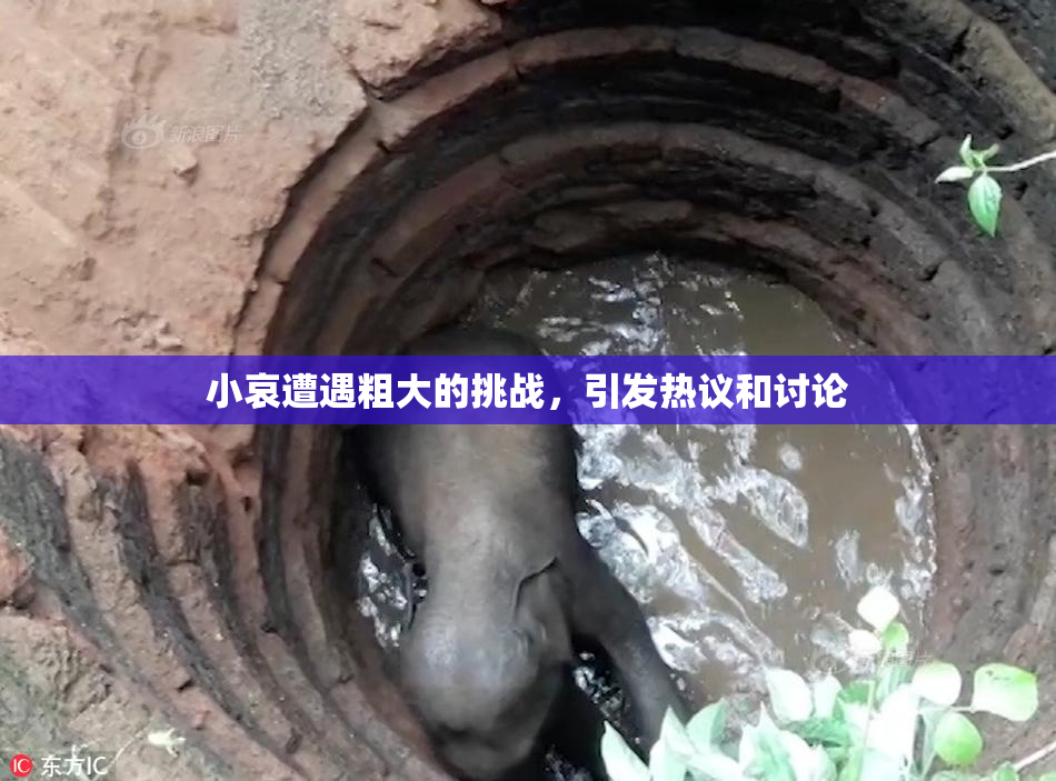 小哀遭遇粗大的挑战，引发热议和讨论
