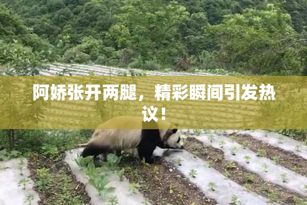 阿娇张开两腿，精彩瞬间引发热议！
