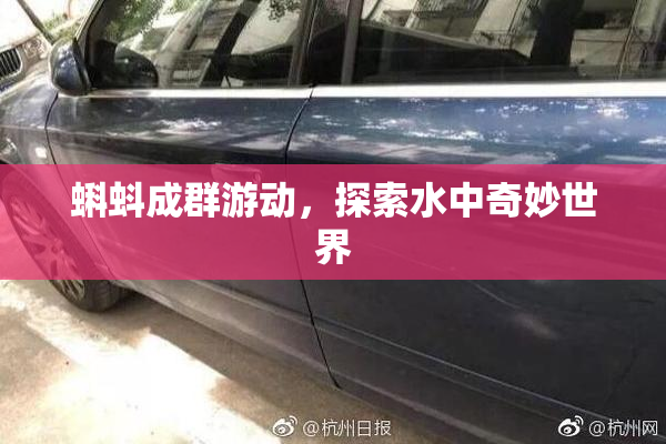 蝌蚪成群游动，探索水中奇妙世界