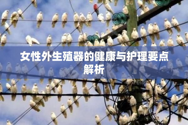 女性外生殖器的健康与护理要点解析