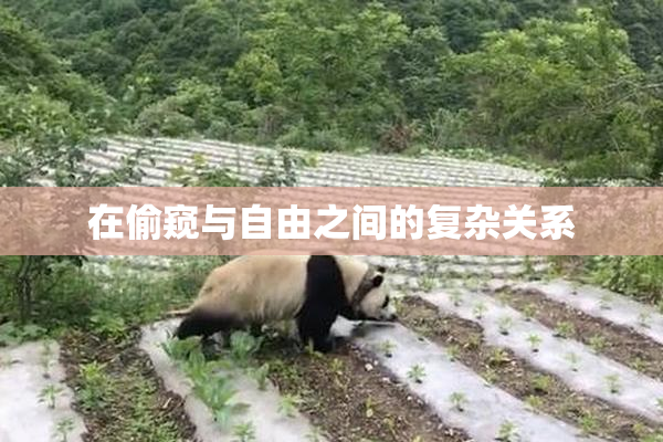 在偷窥与自由之间的复杂关系